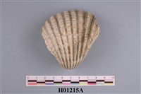 藏品(大船蛤化石 )的圖片